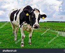 Image result for Funny Holstein Cows