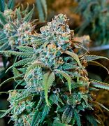 Image result for Ganja Drug