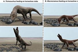 Image result for Thecodont