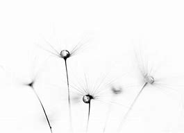 Image result for Macro Eye Photography Black and White