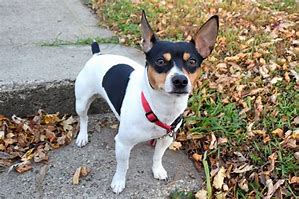 Image result for decker rat terrier