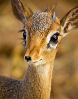 Image result for Dik Dik Eyes