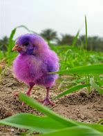 Image result for Purple Chicken