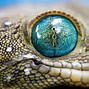 Image result for Snake Eye Diagram