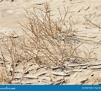 Image result for Dried Desert