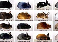 Image result for Siamese Satin Rabbit