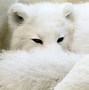 Image result for Arctic Fox HD