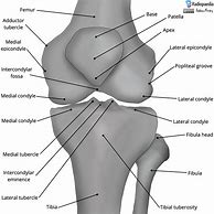 Image result for Knee Bone Labled