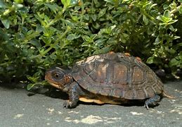 Image result for Woodland Box Turtle