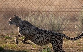 Image result for Cheetahs in the Wild