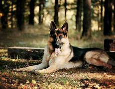 Image result for K9 Wallpaper