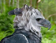 Image result for Harpy Eagle Beak