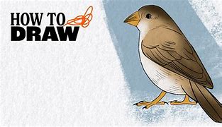 Image result for How Do You Draw a Bird