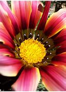 Image result for Macro Photography Natural Forms