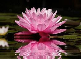 Image result for Lotus Theme GIF