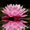 Image result for Lotus Theme GIF