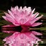 Image result for Pretty Lotus GIF