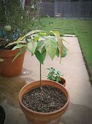 Image result for Top Working Avocado Tree