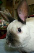 Image result for Siamese Satin Rabbit