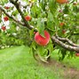 Image result for Aucfan Peach