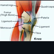 Image result for Knee Labeling