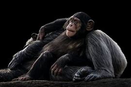 Image result for 6Ft Chimpanzee