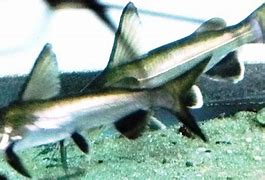 Image result for Double Finned Shark