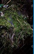 Image result for Log Covered in Moss