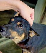 Image result for Puppy Head Image