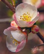 Image result for Flowering Dogwood Roots