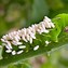 Image result for Hornworm Moth Life Cycle