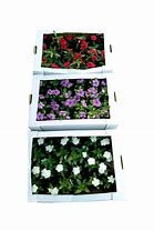 Image result for Vinca Garden