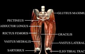 Image result for Pelvis and Hip Joint