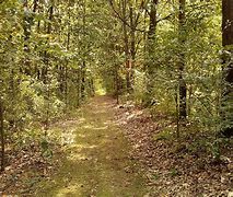 Image result for Forest Walk Path