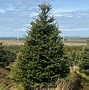 Image result for Fir Tree Mites