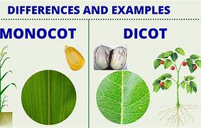 Image result for Monocot and Dicot Seeds Examples