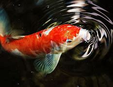 Image result for Baby Koi Carp