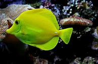 Image result for Jenis Ikan Air Laut