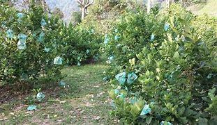 Image result for Lemon Tree Home