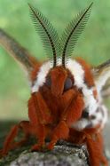 Image result for Moth Face Side Profile