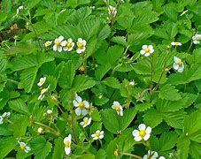 Image result for Wild Strawberry