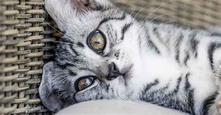 Image result for 4 Month Cat