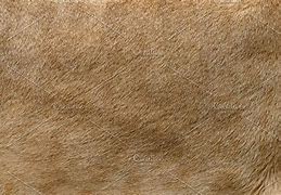 Image result for Lion Skin Crystal