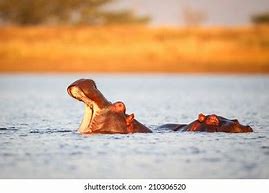 Image result for Cartoon Hippo Coming Out of Water