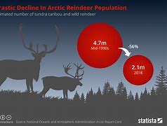 Image result for Caribou Reindeer Size Chart