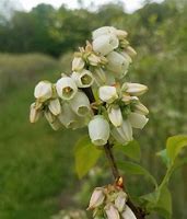 Image result for Blueberry Bloom