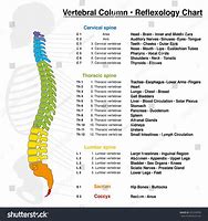 Image result for Spine Numbers Chart