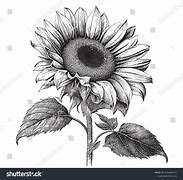 Image result for Sun Crown Sketch