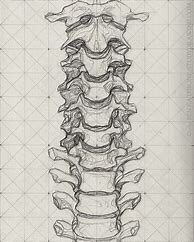 Image result for Drawing of Spine