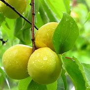 Image result for Umeboshi Tree